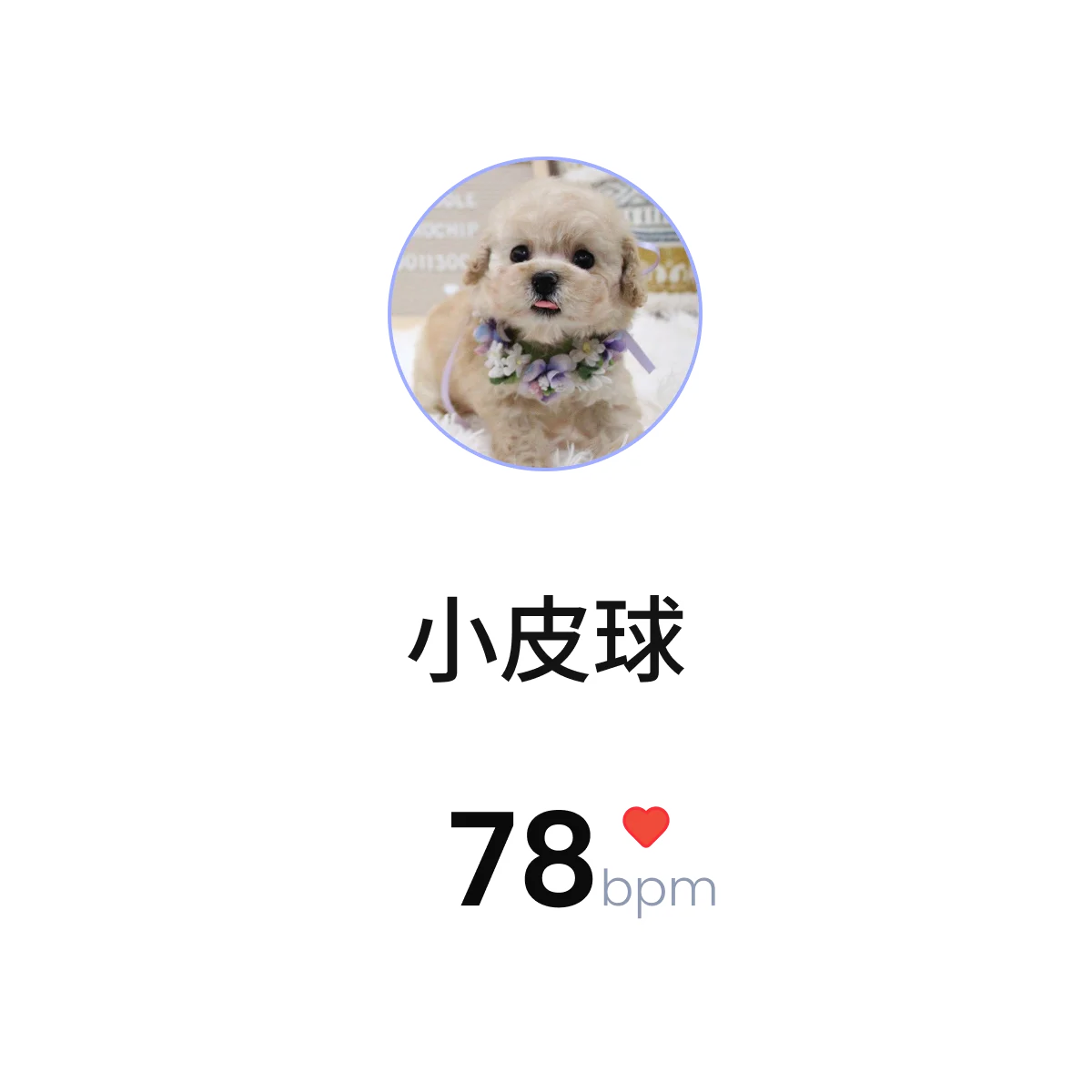 Pet ECG — 小皮球