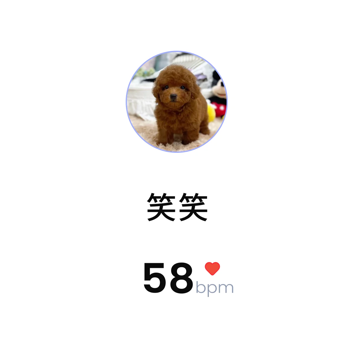 Pet ECG — 笑笑